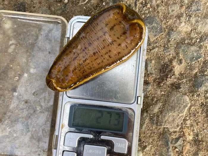 钱柜qg777小苗