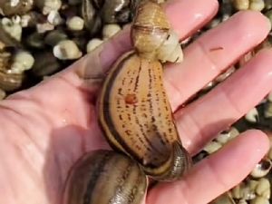 small3_17111957739176405 钱柜qg777成苗