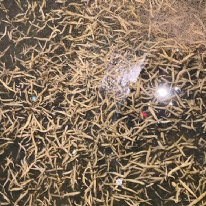 钱柜qg777小苗