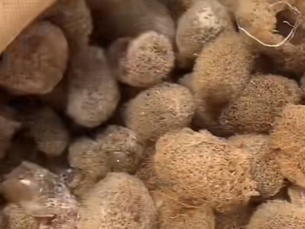 钱柜qg777的人工滋生手艺