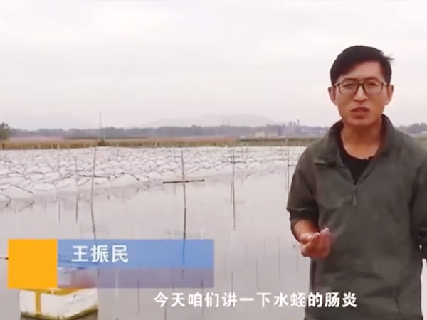 钱柜qg777胀气型肠炎爆发纪律及防治要领