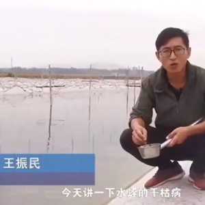 钱柜qg777干枯病爆发涯纪律及防治要领